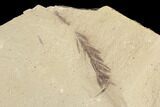 Metasequoia (Dawn Redwood) Fossils - Montana #85815-3